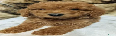 Toy Poodle 4