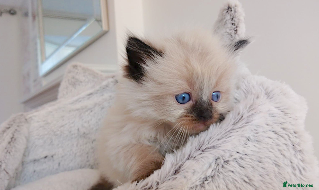 Ragdoll cats for sale: INDOOR FULL PEDIGREE RAGDOLL KITTENS - Image 17