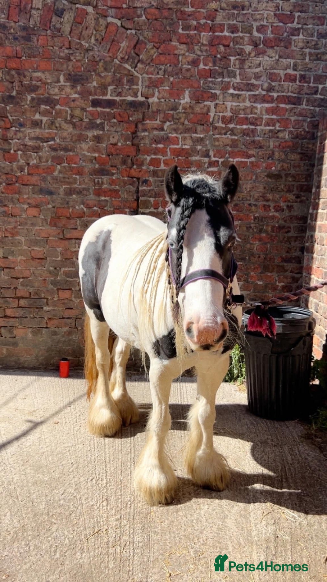Irish Cob horses Pebbles  - Advert 1