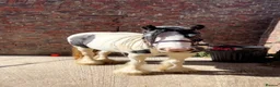 Irish Cob horses for sale: Pebbles  in Jarrow - Advert 1