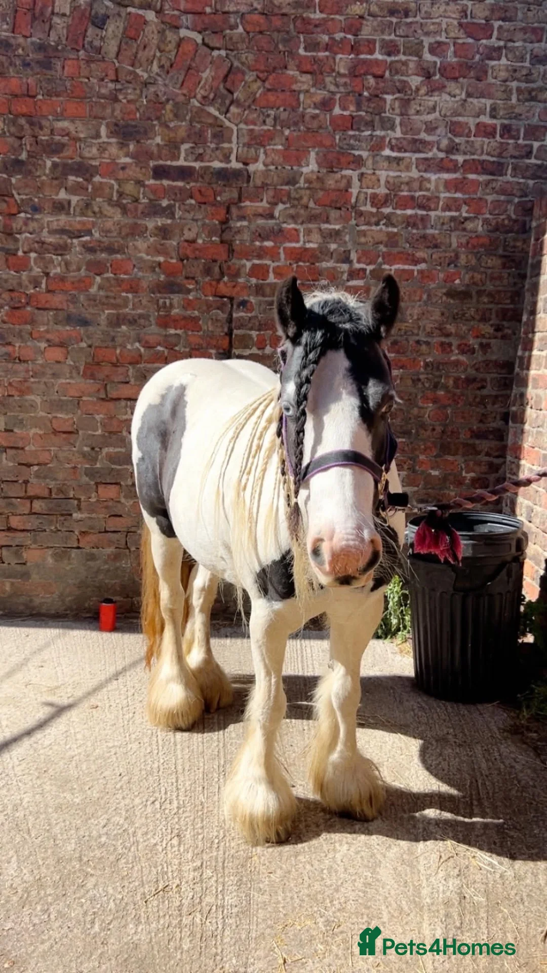 Irish Cob horses for sale: Pebbles  in Jarrow - Advert 1