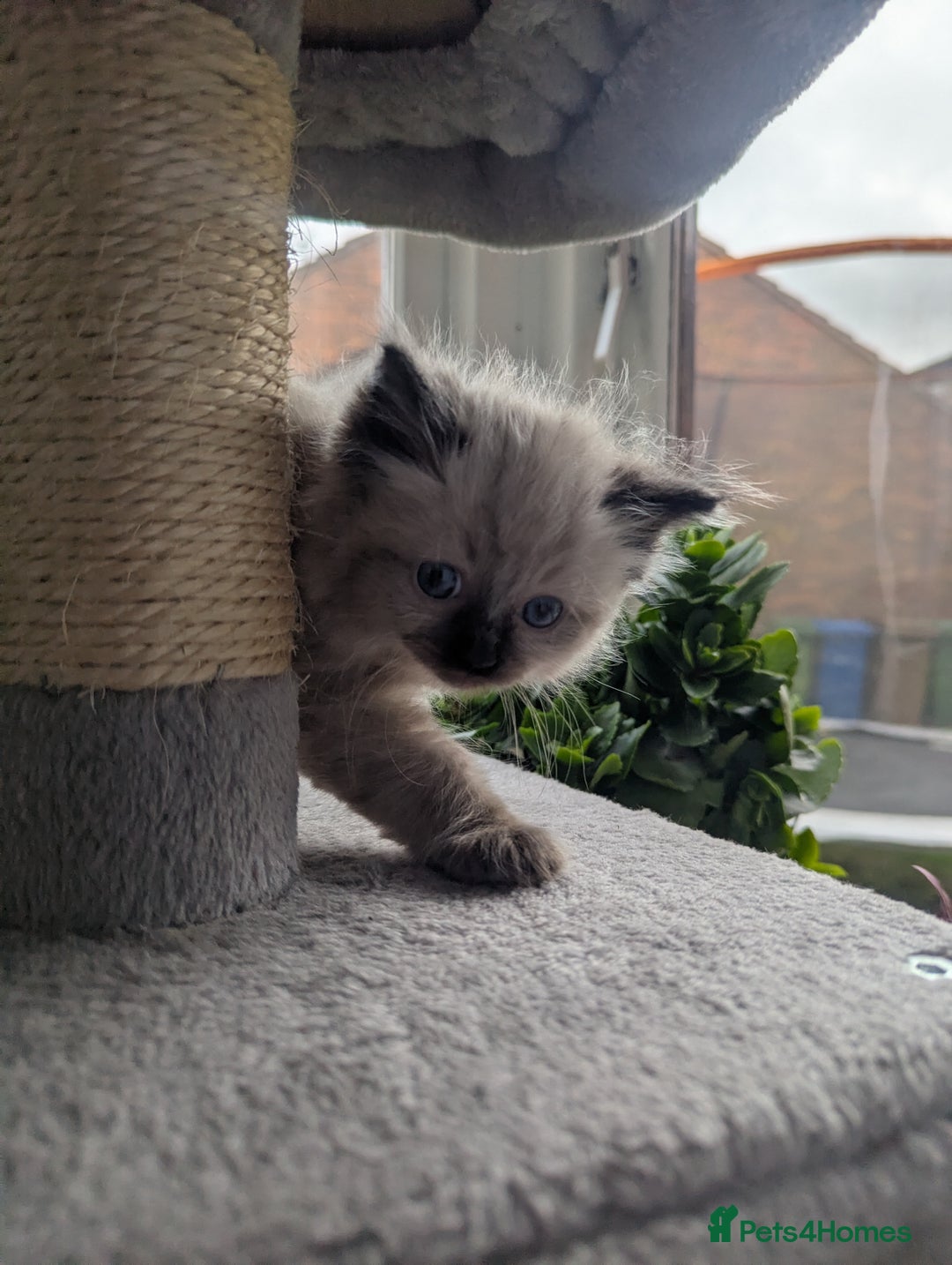 Ragdoll cats for sale: Adorable Ragdoll Kittens Looking for Homes❤️! - Image 3