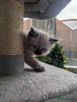 Ragdoll cats - Advert 5