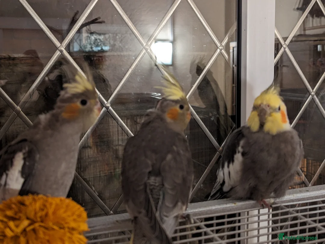 Cockatiels birds for sale: Bonded pair of cockatiels and cage - Advert 7