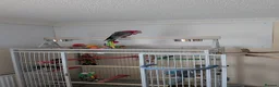 Cockatoo birds for sale: Galah Cockatoo 5-Year-Old Male in Norwich - Advert 5