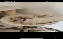 Bengal cats for sale: ✨British shorthair X Rosetted Snow Mink Bengal  - Image 8