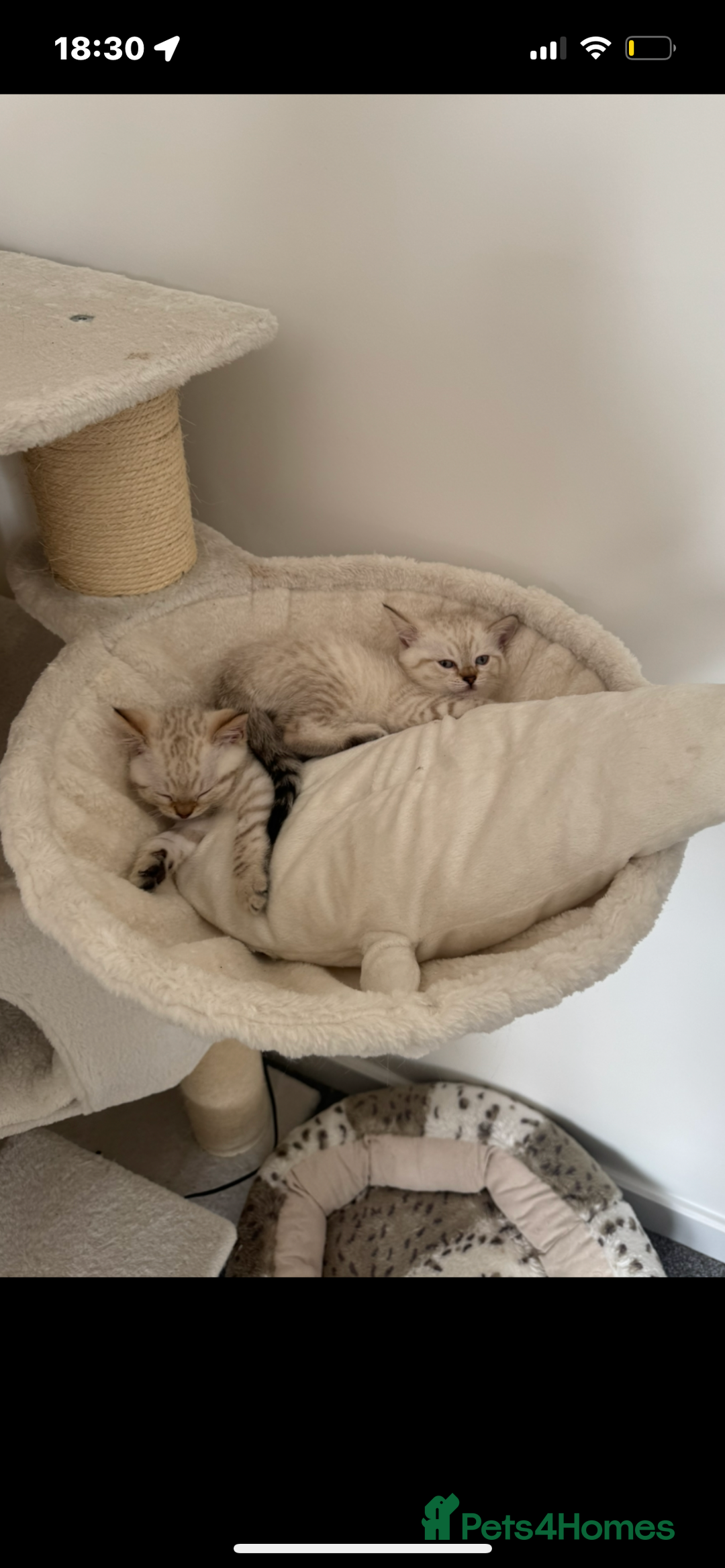 Bengal cats for sale: ✨British shorthair X Rosetted Snow Mink Bengal  - Image 8