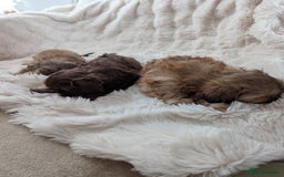 Shih Tzu dogs for sale: Imperial Shitzus - Image 10