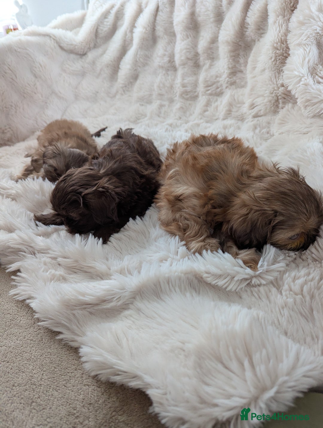 Shih Tzu dogs for sale: Imperial Shitzus - Image 10