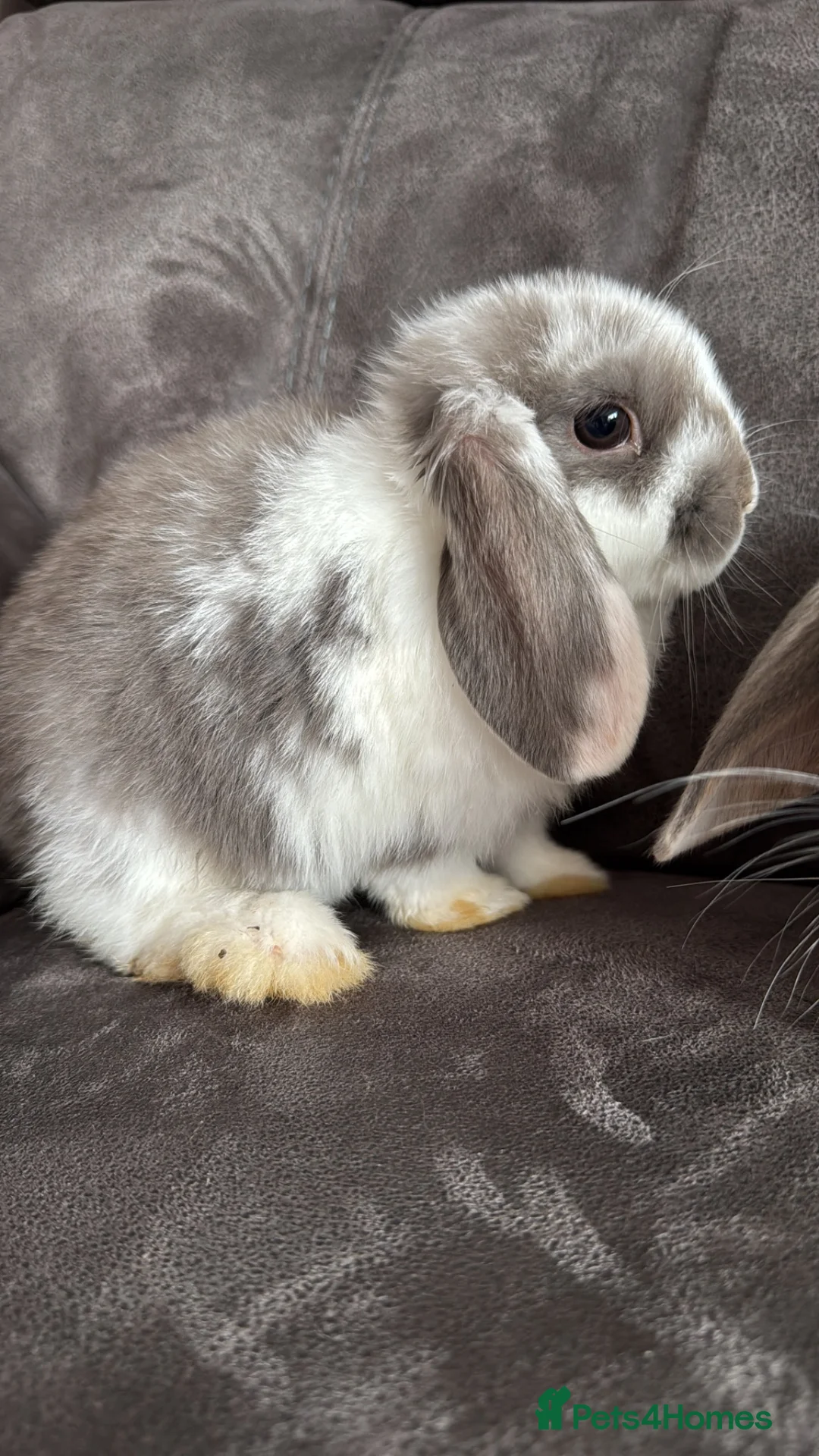 Mini Lop rabbits for sale: Pure Breed Mini Lop Babies  in Hailsham - Advert 40