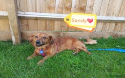 Mixed Breed dogs for adoption: 💖🐶 SANDY 🐶💖 - Image 25