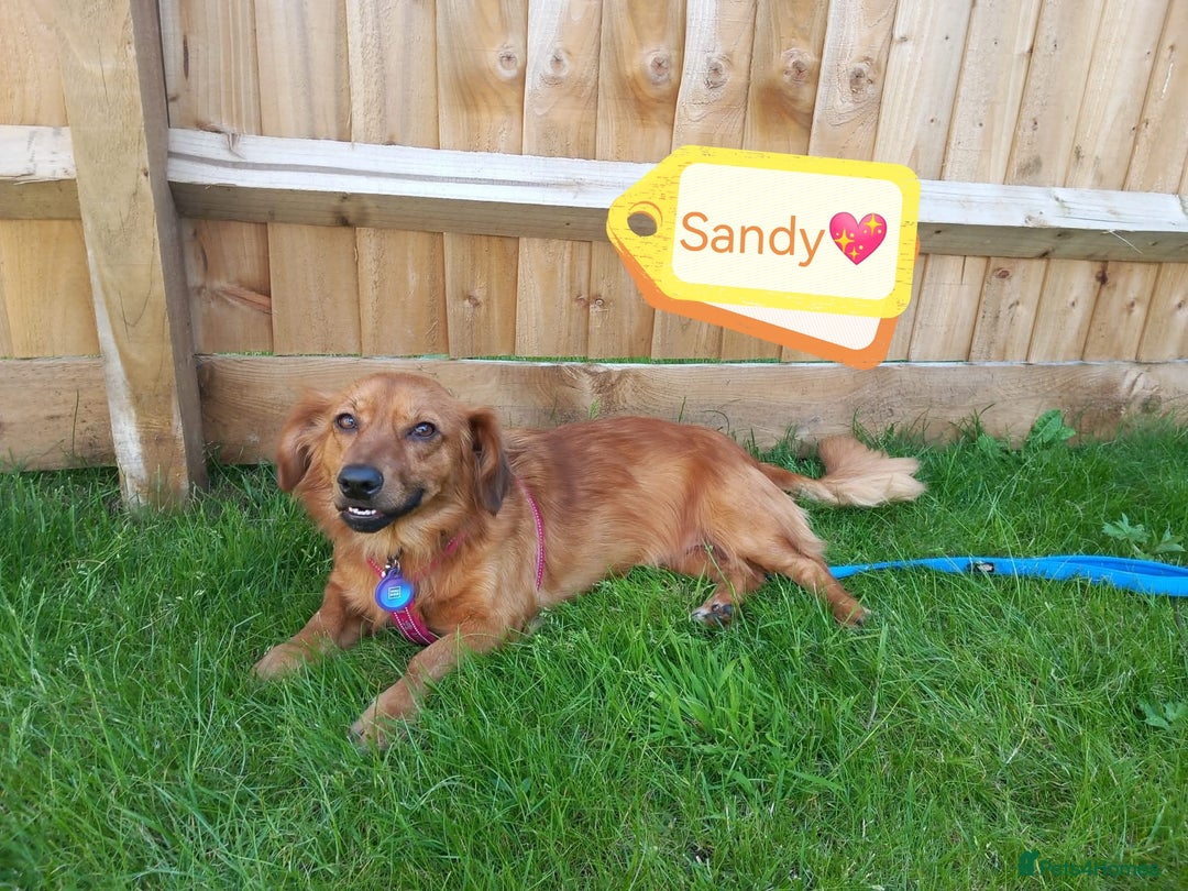 Mixed Breed dogs for adoption: 💖🐶 SANDY 🐶💖 - Image 25