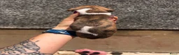 Whippet dogs for sale: One boy, Kennel club registered. - Advert 29