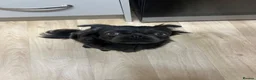 Frug dogs for sale: Fluffy Frug Boy - Advert 13