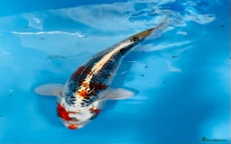 Koi Carp fish for sale: Koi carp - Image 7
