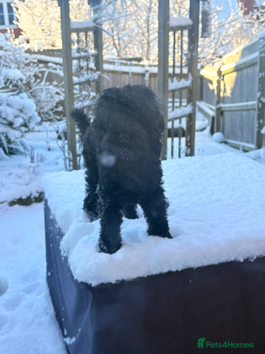 Cockapoo dogs for sale: 2 year old male cockapoo - Advert 2