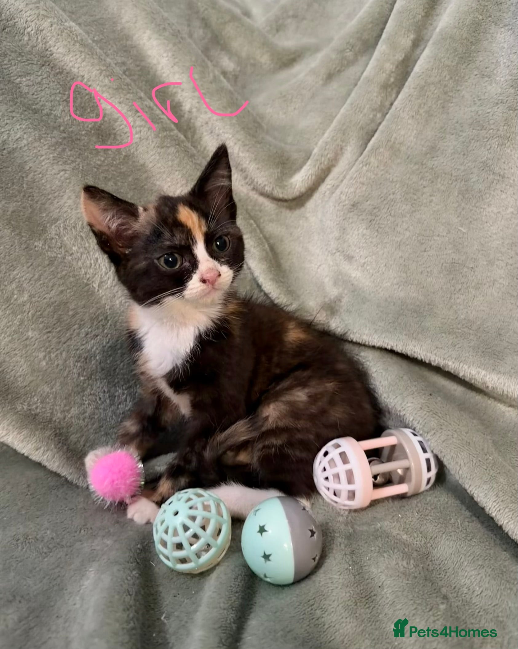 Mixed Breed cats 3 kittens looking for loving homes  - Advert 6
