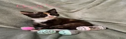 Mixed Breed cats for sale: 3 kittens looking for loving homes  - Advert 1