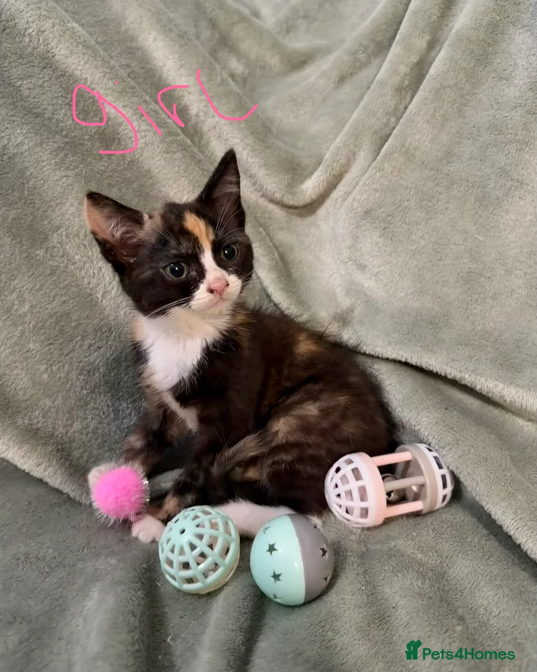 Mixed Breed cats for sale: 3 kittens looking for loving homes  - Advert 1