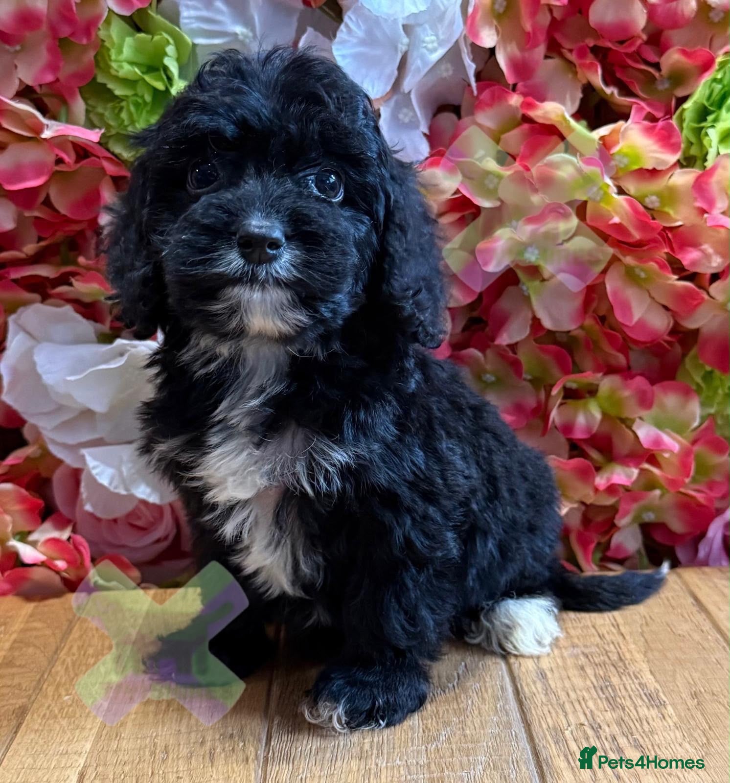 Cockapoo dogs F1 mini Cockapoo’s various colours 30 dna clear  - Advert 2
