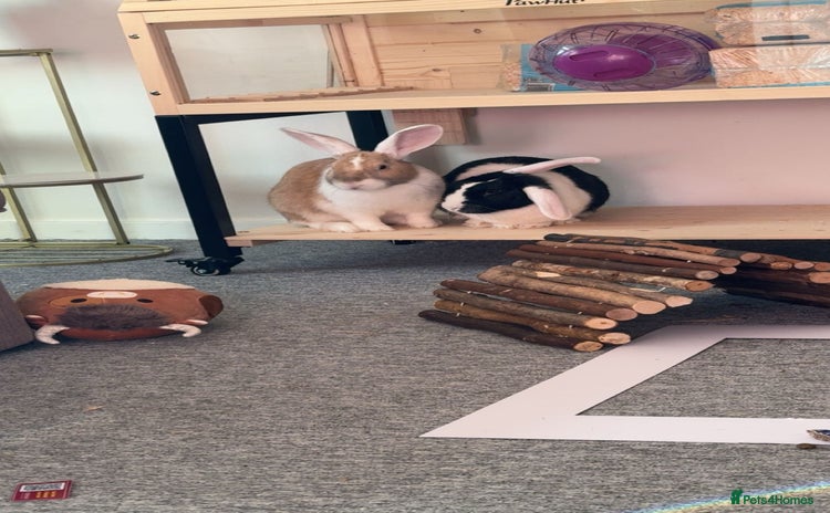 Dutch rabbits - Advert 1