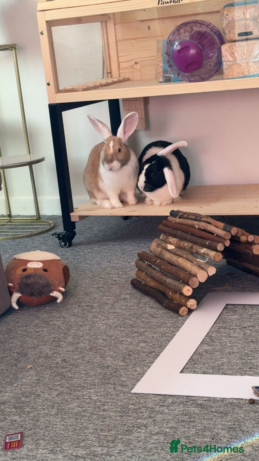 Dutch rabbits for sale: Two adult female rabbits - Image 1