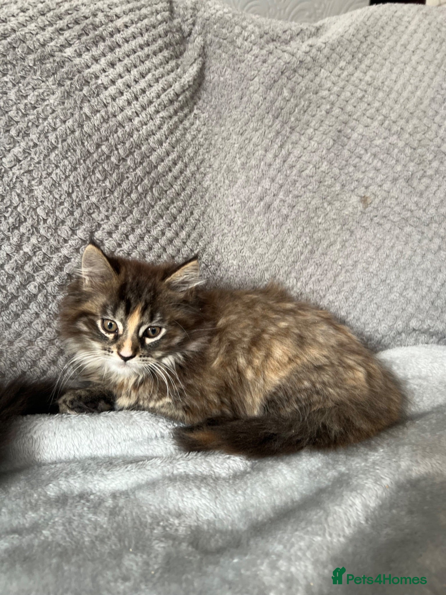 Maine Coon cats Maine Coon Kittens - Advert 2