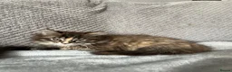 Maine Coon cats for sale: Maine Coon Kittens - Advert 2