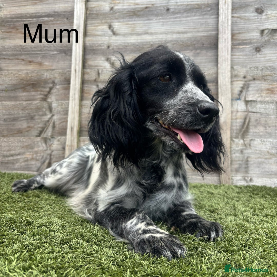 Mixed Breed dogs for sale: Top Quality F1 Docker Puppies - Image 8