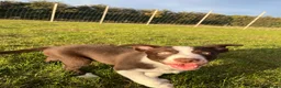 Border Collie dogs for sale: ISDS/KC HEALTH TESTED BORDER COLLIE PUPPIES  - Advert 7