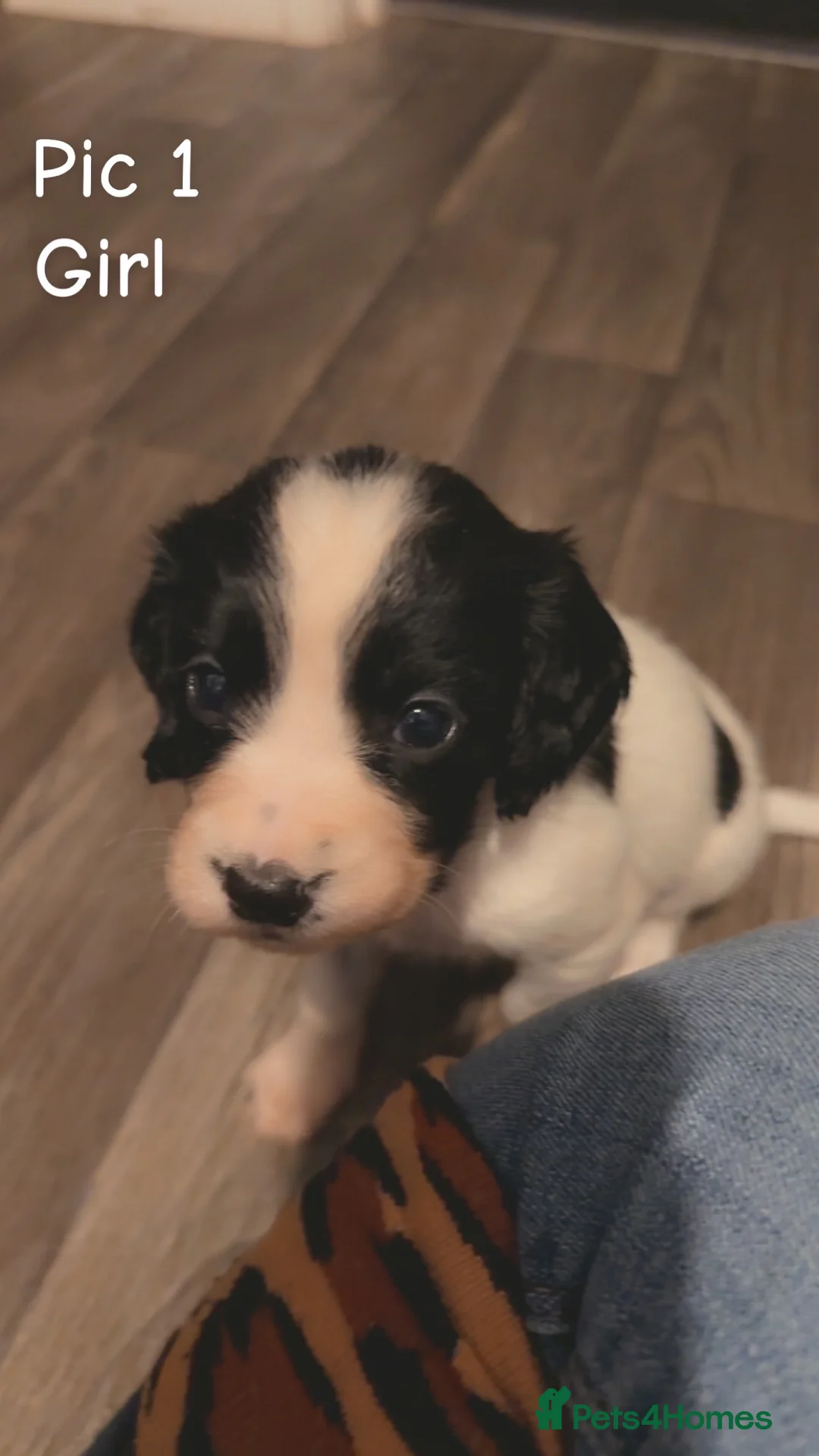 Sprocker dogs for sale: Sprocker puppies  - Advert 2