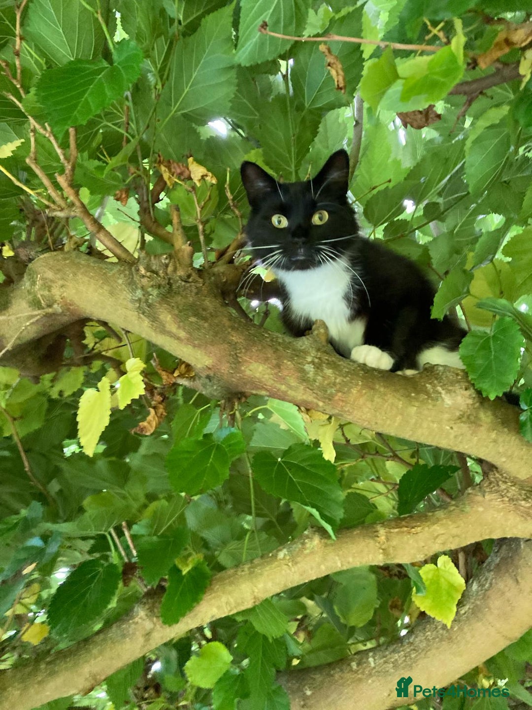 Domestic Shorthair cats for adoption: Bonded mum and son looking for a forever home  - Advert 6