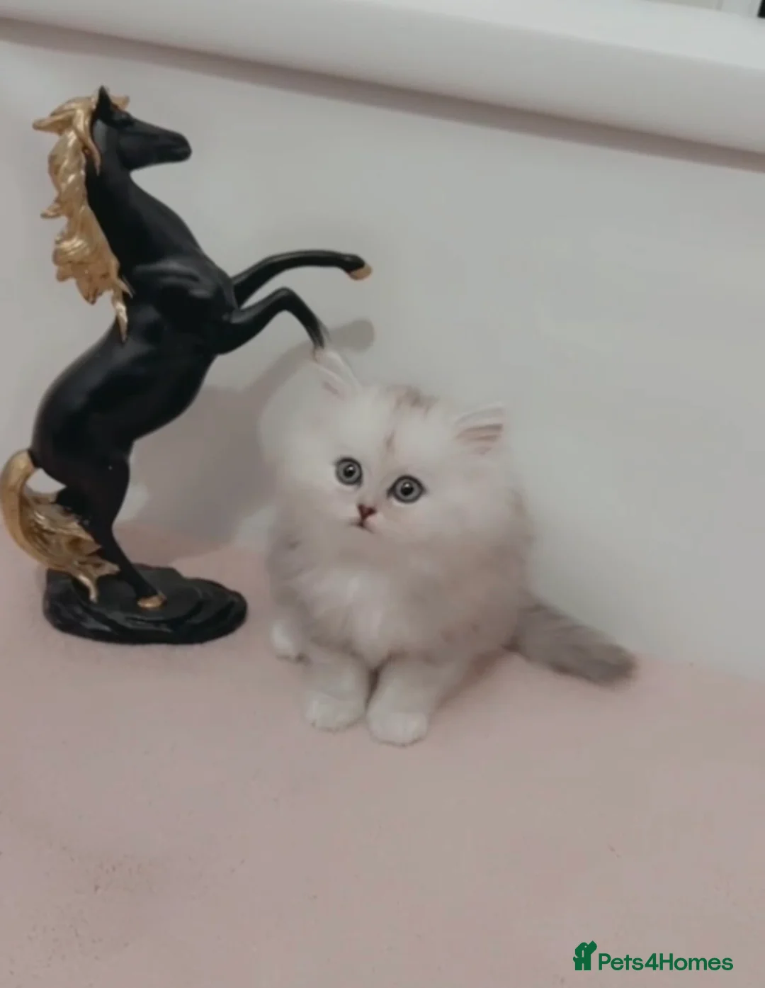 Persian cats for sale: Fluffy Persian Kittens✨ - Advert 3