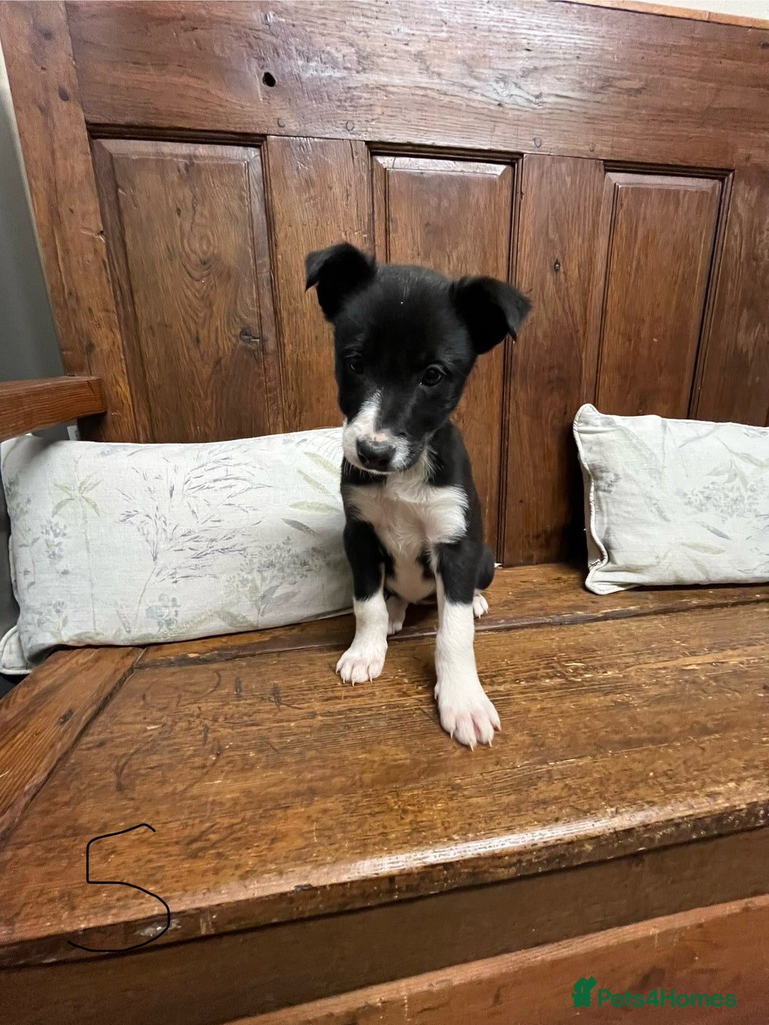 Mixed Breed dogs for sale: Beautiful Kelpie X Border Collie Puppies For Sale - Advert 23