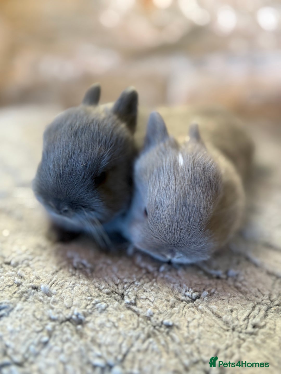 Netherland Dwarf rabbits for sale: Sweet Blue Netherland dwarf bunnies - Advert 2