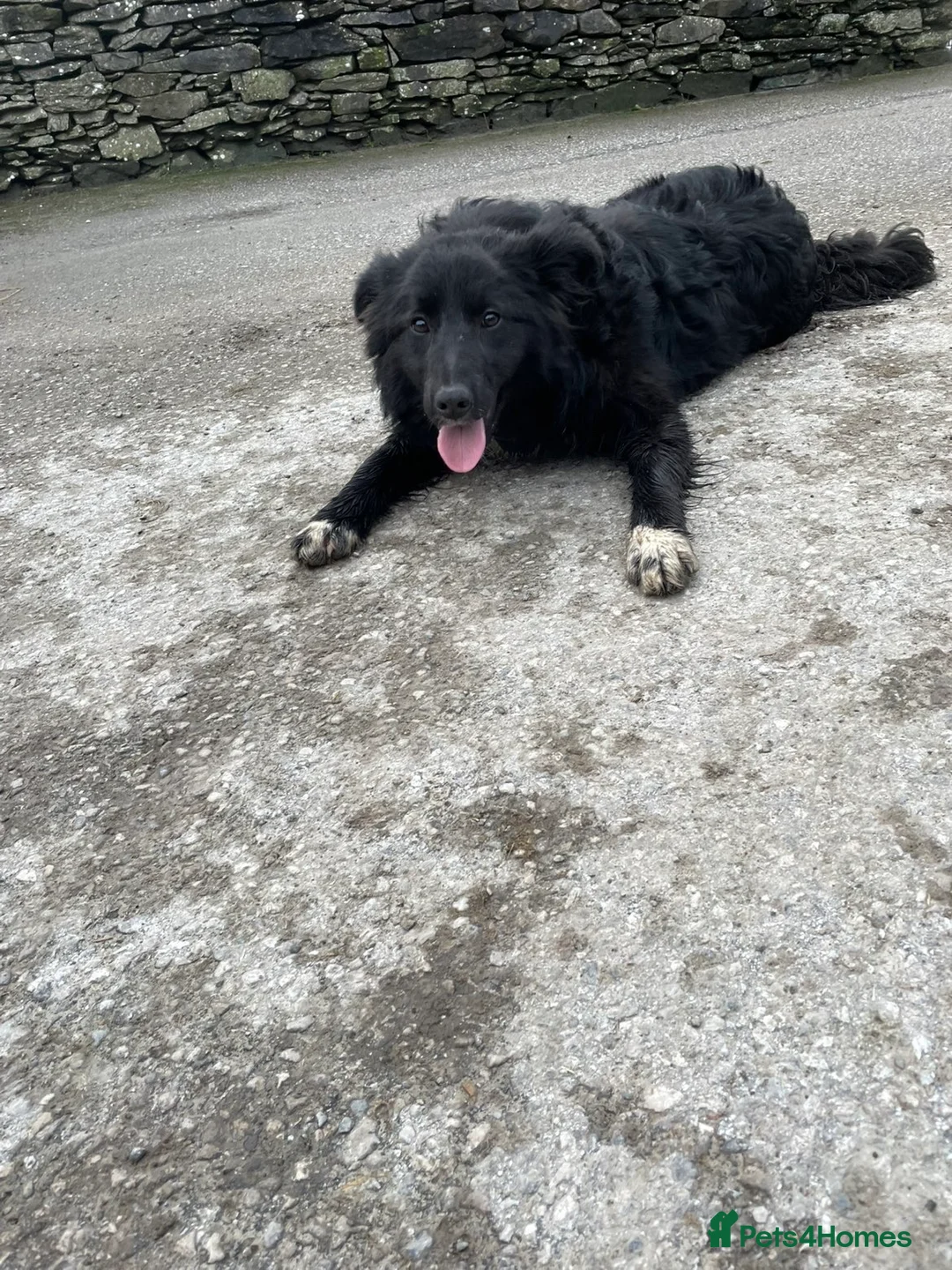 Border Collie dogs for sale: Meg our Beautiful Collie  - Advert 2