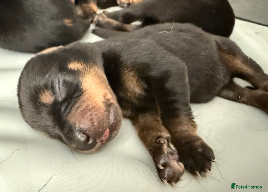 Dobermann dogs for sale: Gorgeous Rottweiler crossed with Red Doberman  - Image 5