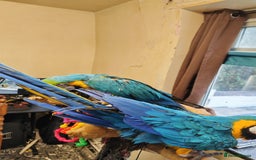 Macaws birds for sale: 2 blue and gold macaws  - Image 3