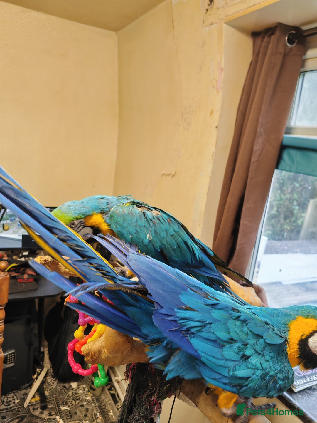 Macaws birds for sale: 2 blue and gold macaws  - Image 3