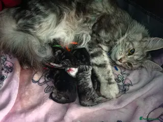 Maine Coon cats 6th generation pedigree mainecoon kittenss - Advert 2