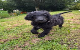 Goldendoodle dogs for sale:  F1b golden doodle puppies ready to go.  in Llandeilo - Image 26