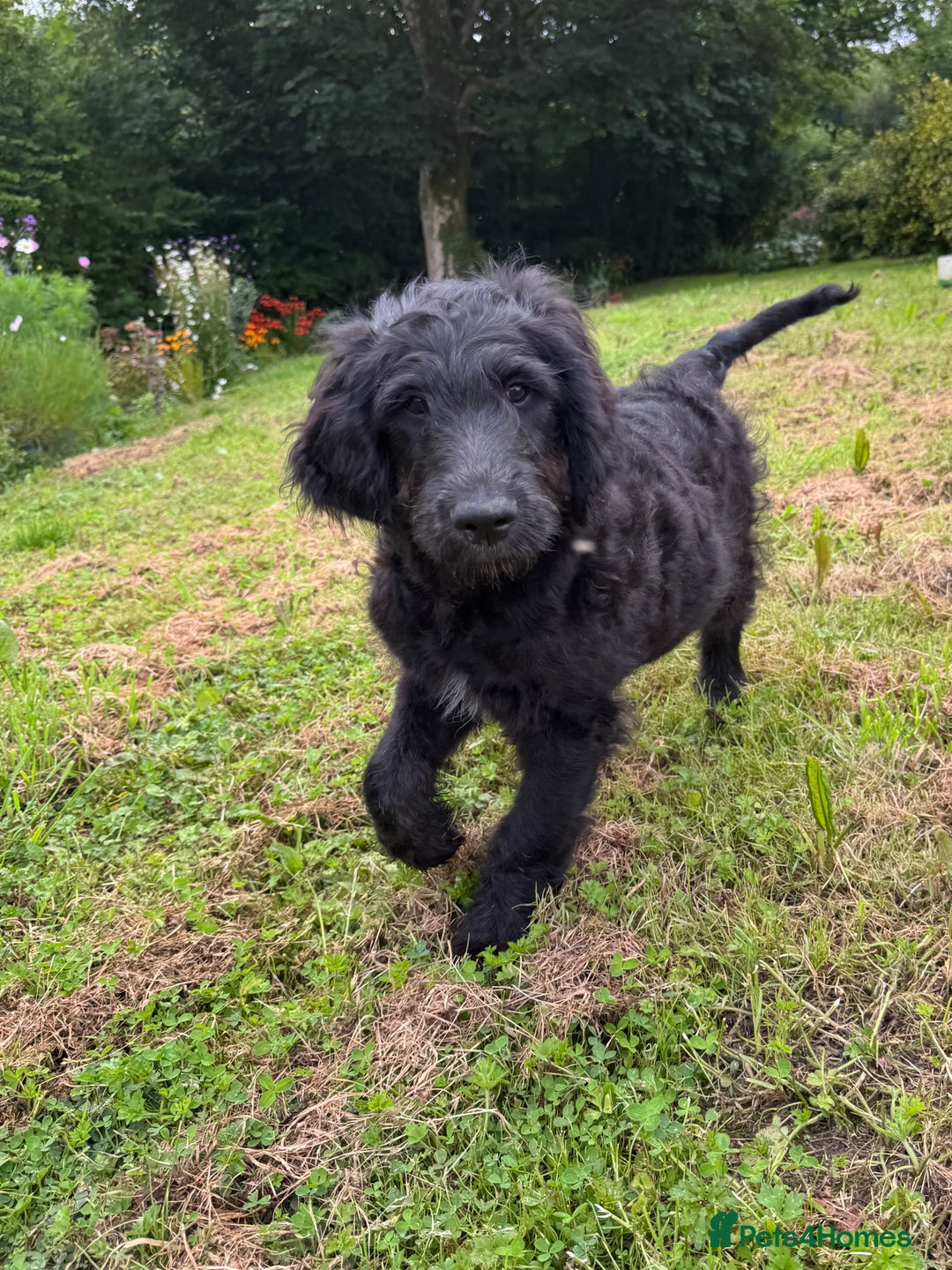 Goldendoodle dogs for sale:  F1b golden doodle puppies ready to go.  in Llandeilo - Image 26