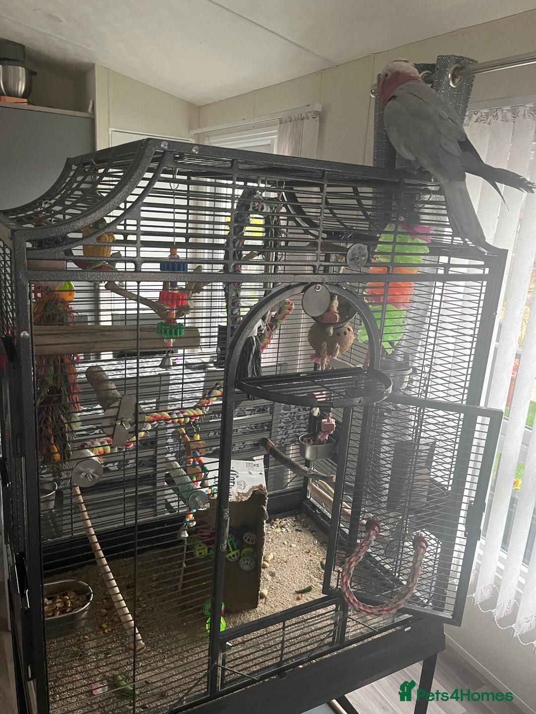 Cockatoo birds for sale: Percy  - Advert 8