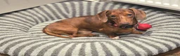 Miniature Dachshund dogs for sale: Miniature dachshund puppies for sale in spalding in Spalding - Advert 3