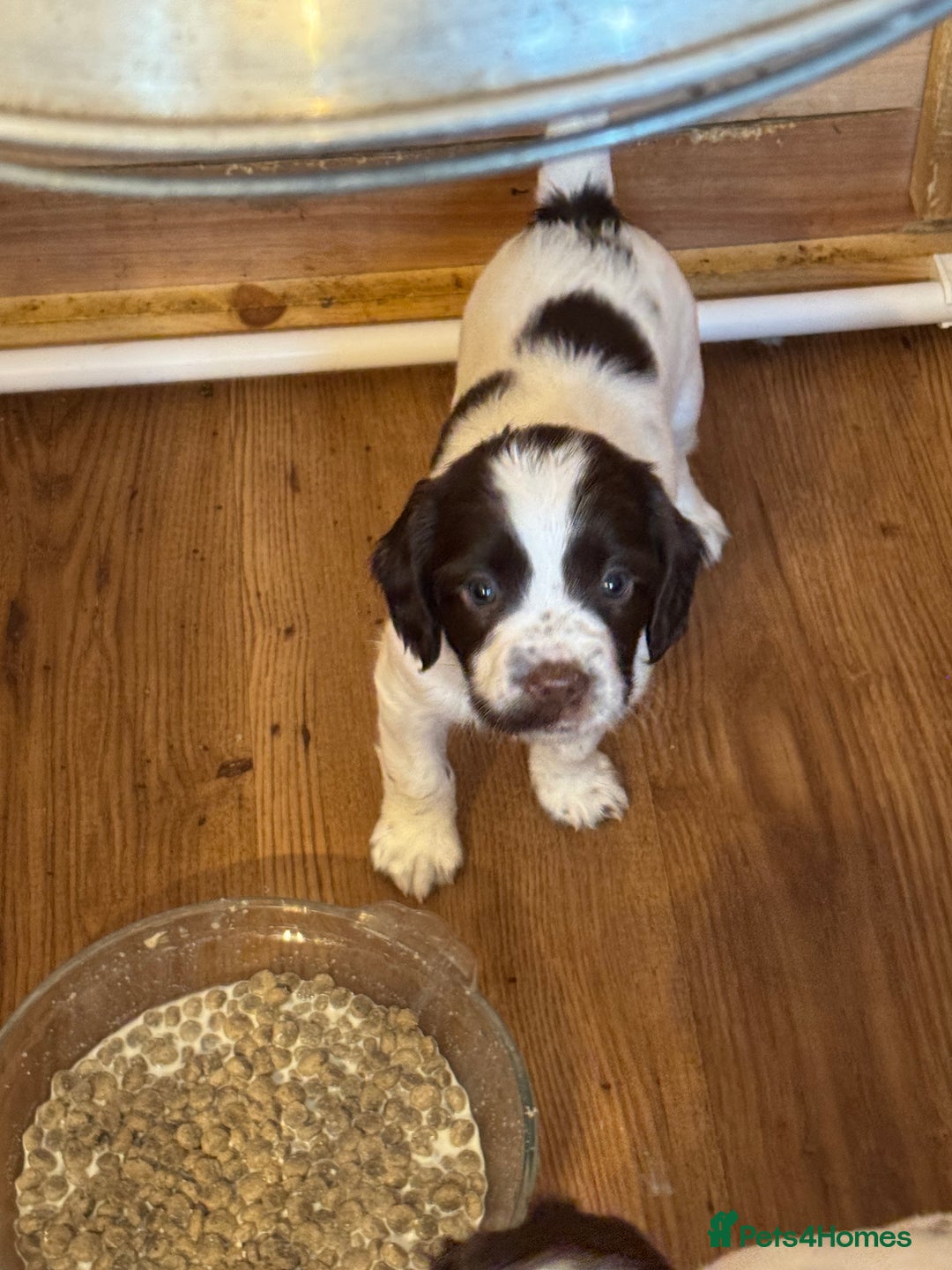 English Springer Spaniel dogs for sale: KC registered English Springer Spaniels  - Image 6