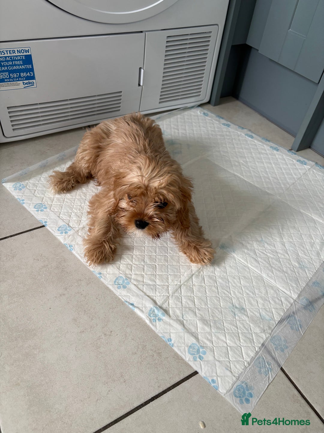 Cavachon dogs for sale: Teddy bear  male  cavachon puppy for sale - Advert 17