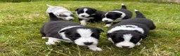 Mixed Breed dogs for sale: ✨ Beautiful Border Aussie Puppies ✨ - Advert 2