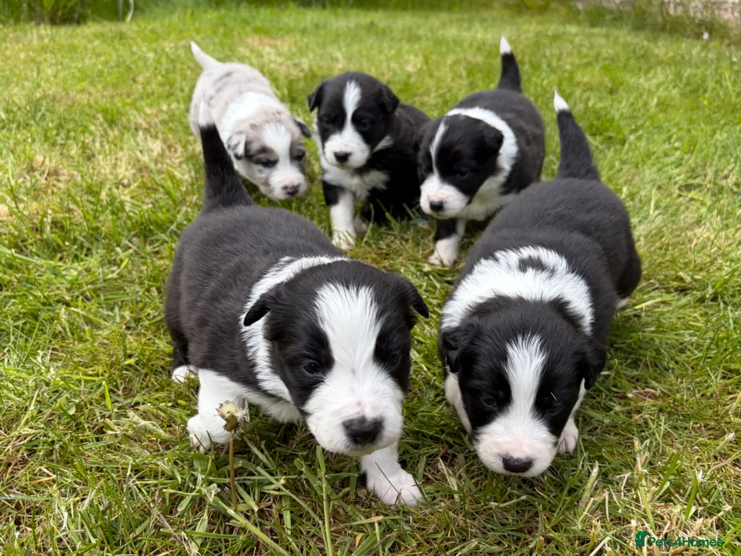 Mixed Breed dogs for sale: ✨ Beautiful Border Aussie Puppies ✨ - Advert 2