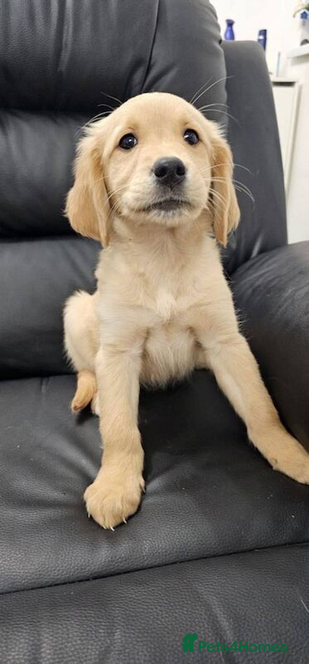 Golden Retriever dogs for sale: Playful Golden Retriever pups - Advert 8