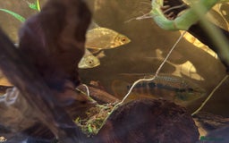 Cichlids fish for sale: Large Cichlids and Dithers - Image 4